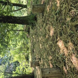 Terapia-Forestale