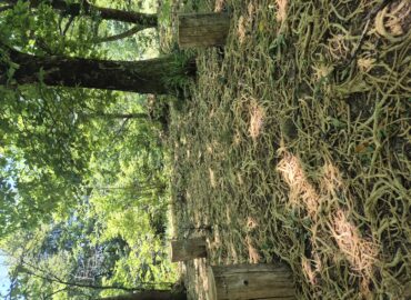 Terapia-Forestale