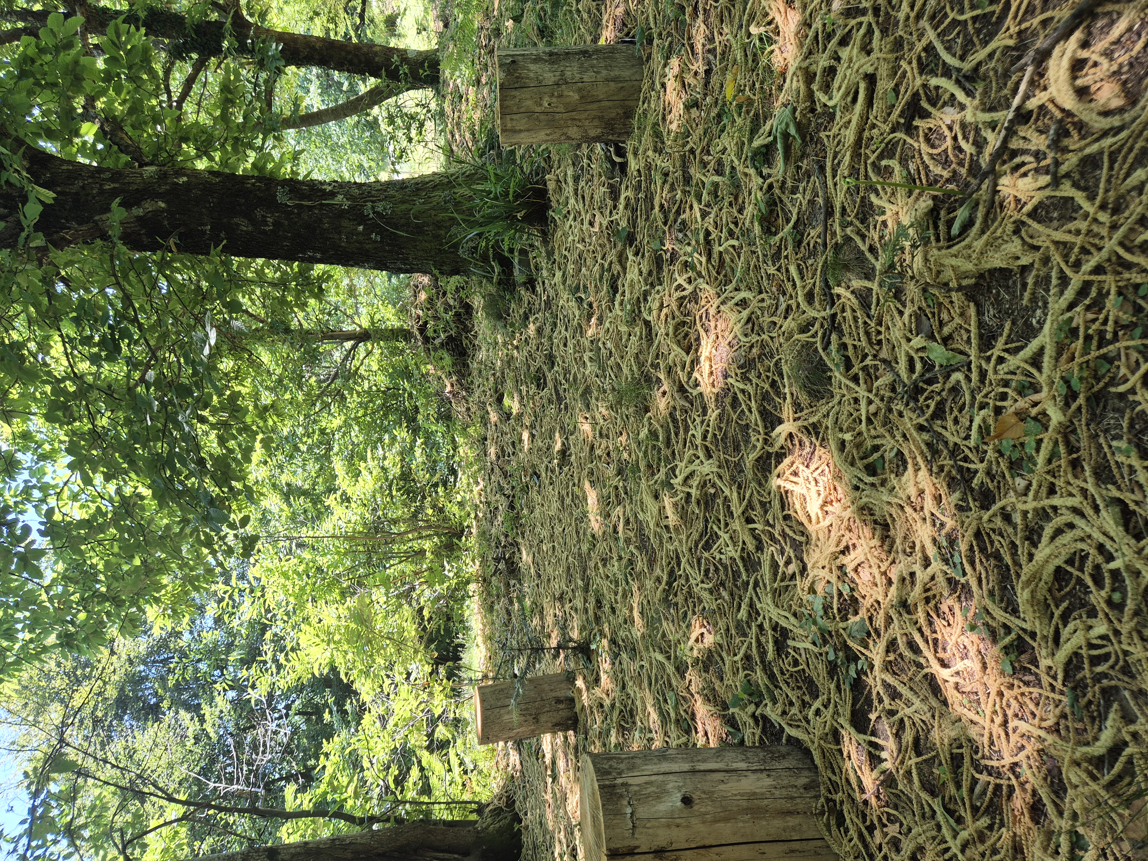 Terapia-Forestale